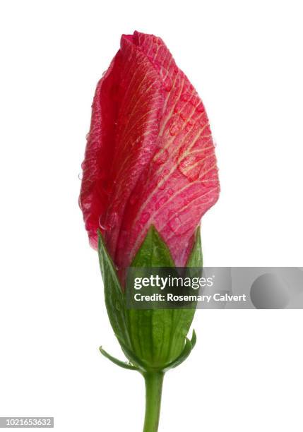 red hibiscus flower with water drops opening. - bud stock pictures, royalty-free photos & images