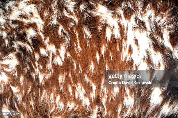 longhorn cattle fur hair designs patterns cow hide - longhorn ストックフォトと画像