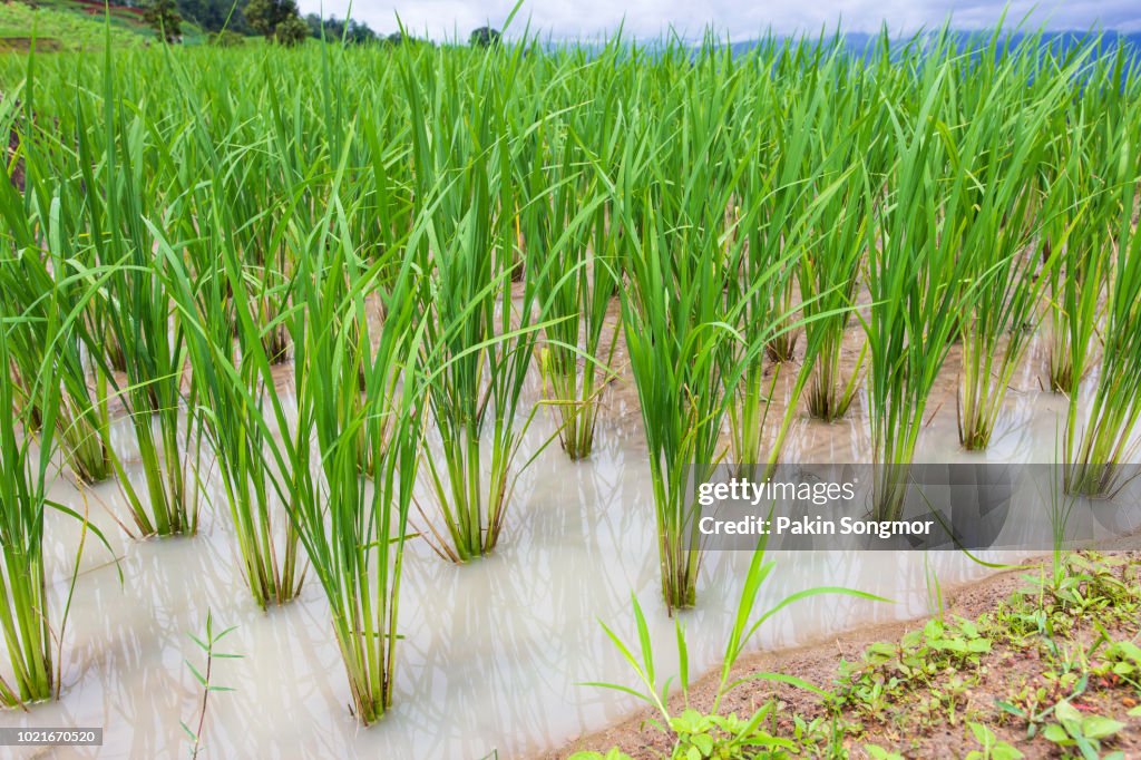 Green Terraced Rice Field in Pa Pong Pieng