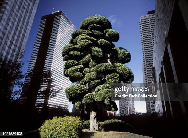 giant bonsai tree in the heart of tokyo business district, japan - bonsai tree foto e immagini stock