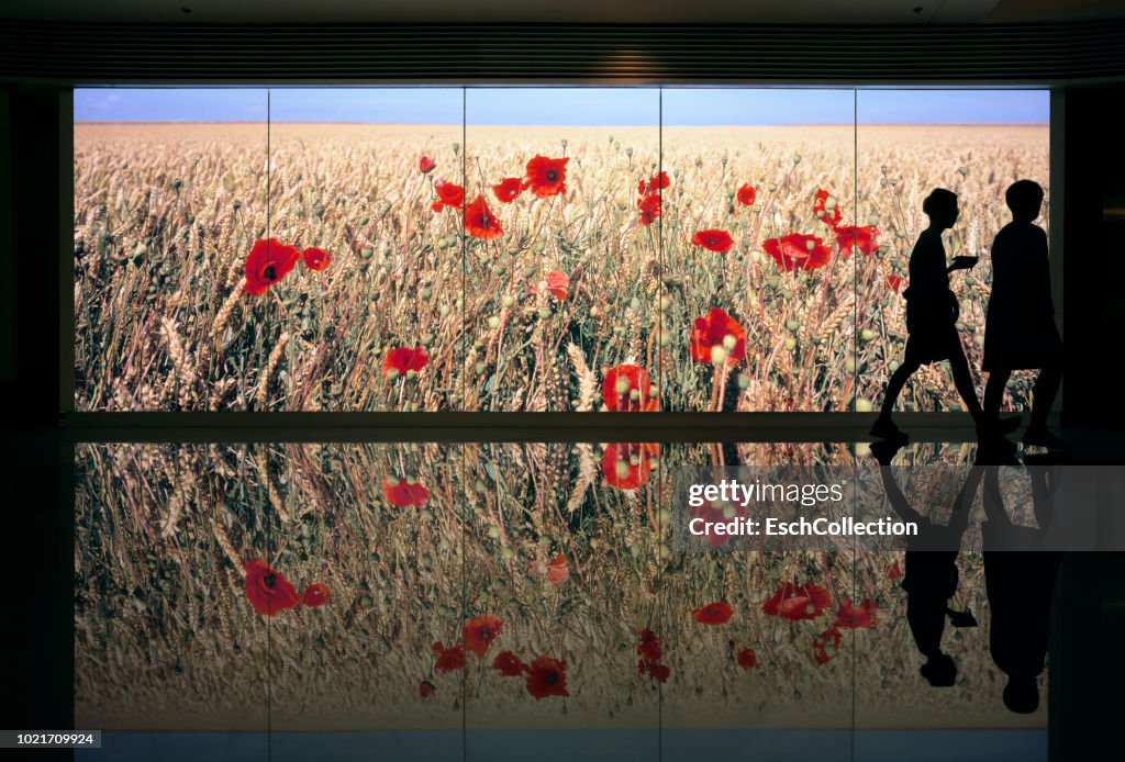 People passing field of wheat with poppy flowers display