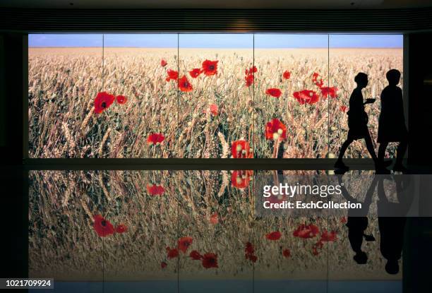 people passing field of wheat with poppy flowers display - caixa de luz - fotografias e filmes do acervo