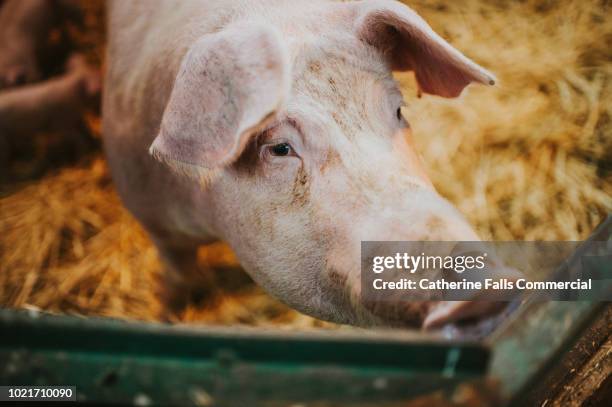 pig - pig snout stock pictures, royalty-free photos & images