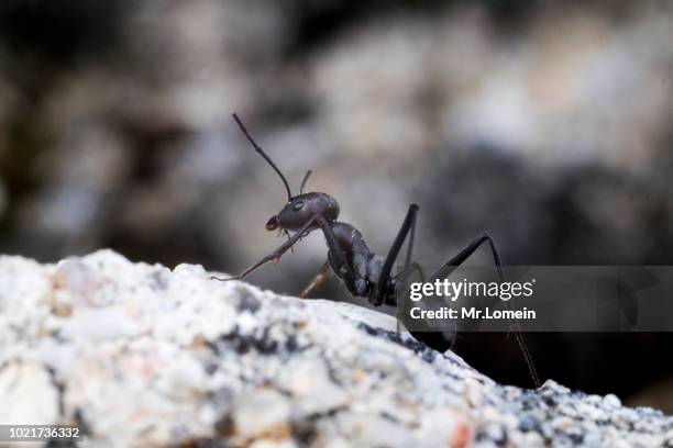 macro de una hormiga negra - hormiga stock pictures, royalty-free photos & images