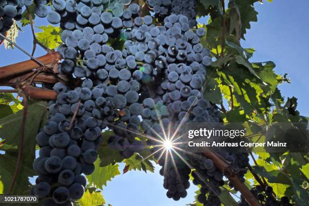 backlit red wine grapes - rheinland pfalz stock-fotos und bilder