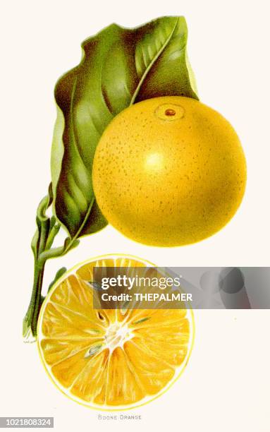 bildbanksillustrationer, clip art samt tecknat material och ikoner med boone orange illustration 1892 - fruit