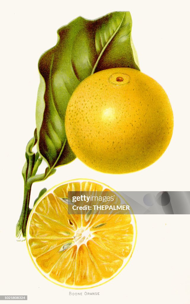 Boone orange illustration 1892