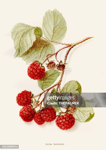 eaton rapsberry illustration 1892 - raspberry stock illustrations