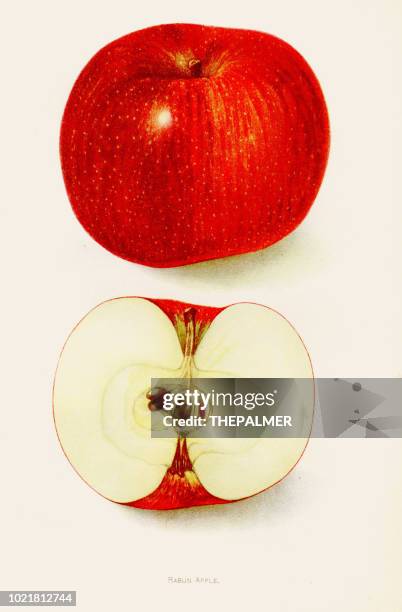 rabun apple abbildung 1892 - apple illustration stock-grafiken, -clipart, -cartoons und -symbole