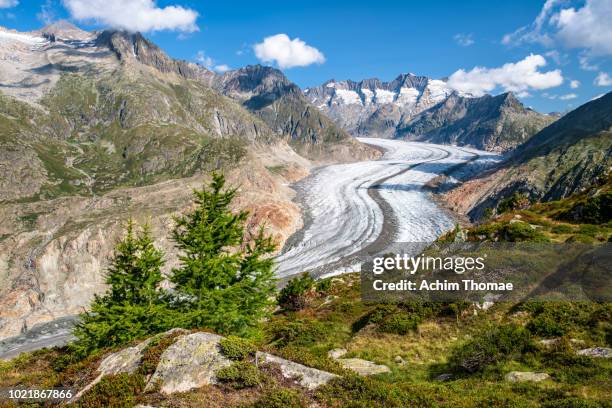 great aletsch glacier, valais, switzerland, europe - aletsch glacier stock pictures, royalty-free photos & images