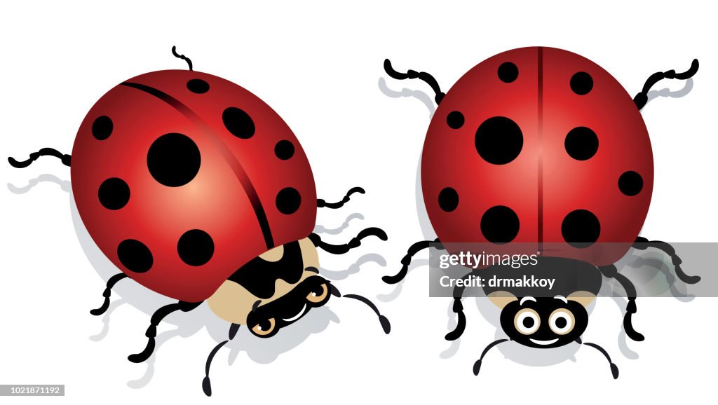 Ladybugs