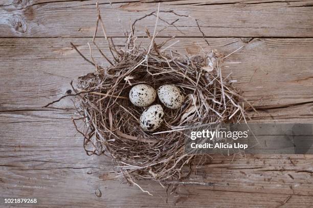 nest with three eggs - small group of objects stock pictures, royalty-free photos & images