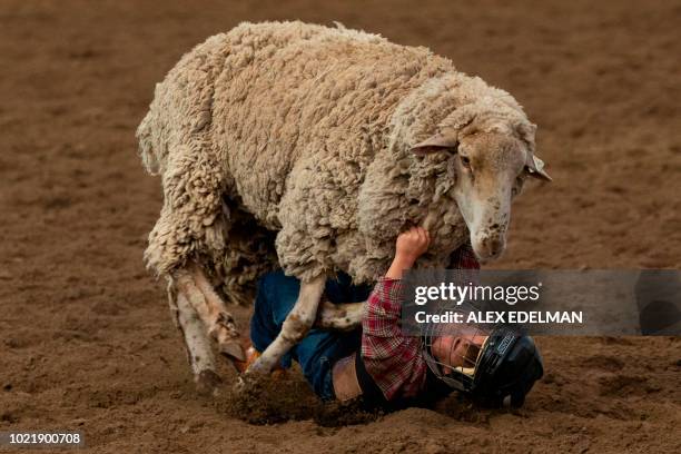 2,400 Sheep Running Stock Photos, High-Res Pictures, and Images - Getty ...