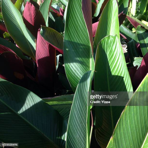 heliconia stricta - heliconia stricta stock pictures, royalty-free photos & images