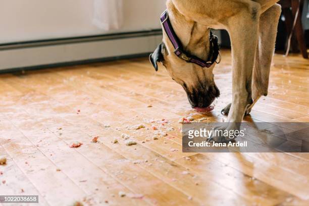 dog eating, dog mess, guilty dog, bad dog, bull mastiff, dog licking - messy dog stockfoto's en -beelden