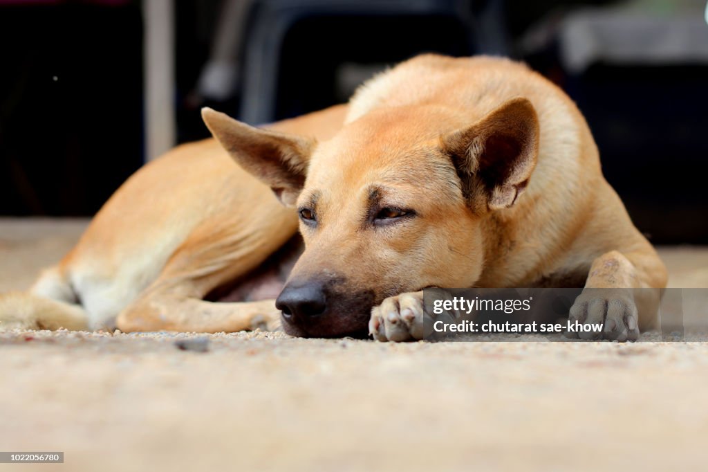 Braune einsamen Hund auf dem Sandboden