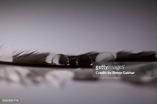 bird feather with water droplets on - meniscus stock pictures, royalty-free photos & images