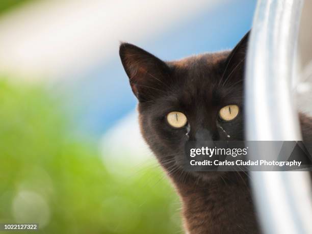 portrait of black cat looking directly at camera - conjunctivitis stock pictures, royalty-free photos & images