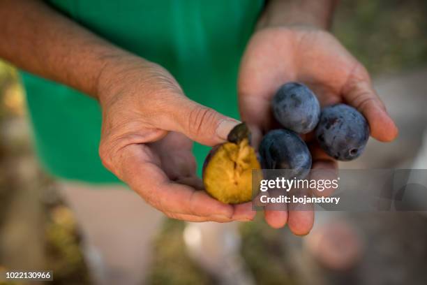 senior man holding organic plums - plum stock pictures, royalty-free photos & images