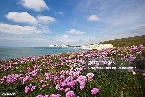 sea thrift at compton bay, isle of wight. - compton stock-fotos und bilder