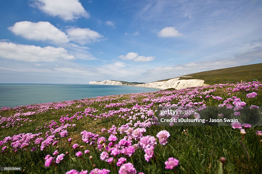 Sea Thrift at Compton Bay, Isle of Wight.