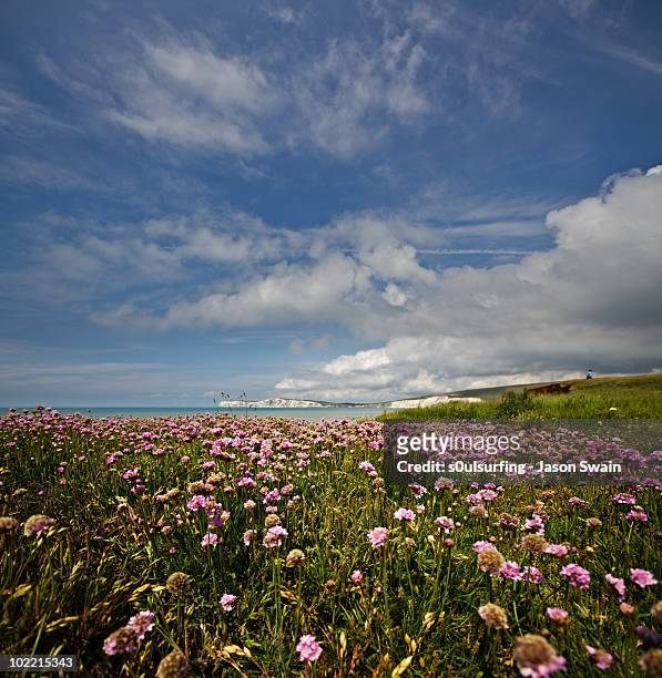 pink thrift & blue sky vertorama. isle of wight - compton bay isle of wight stockfoto's en -beelden