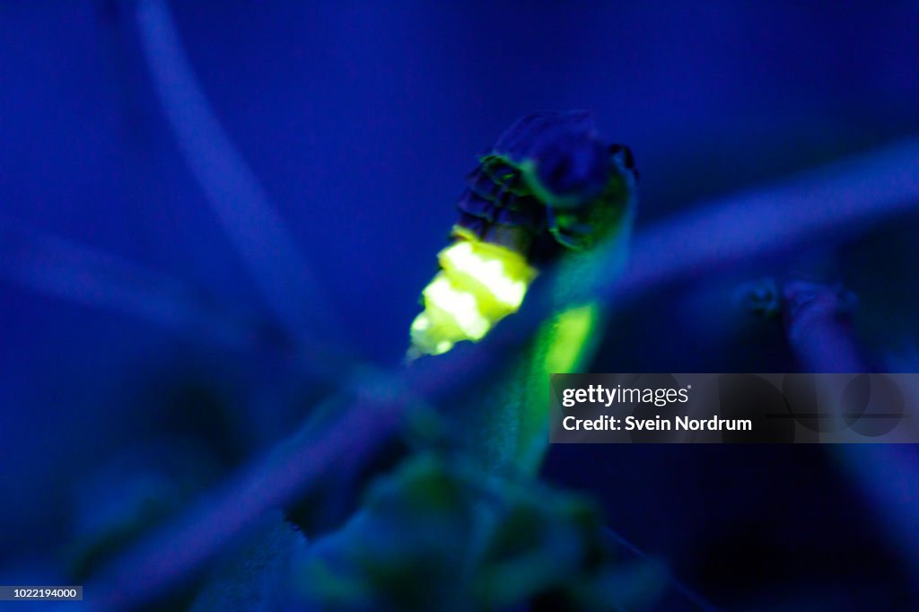 Firefly