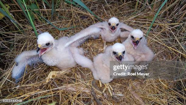 four chicks of western march harrier in nest - chicken hawk stock pictures, royalty-free photos & images