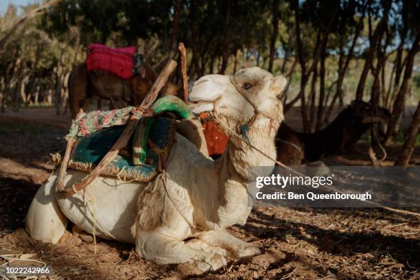 a domesticated camel wearing a saddle kneeling down - camel ride stock pictures, royalty-free photos & images