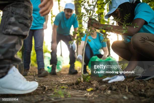 people planting tree in park - tree stock pictures, royalty-free photos & images