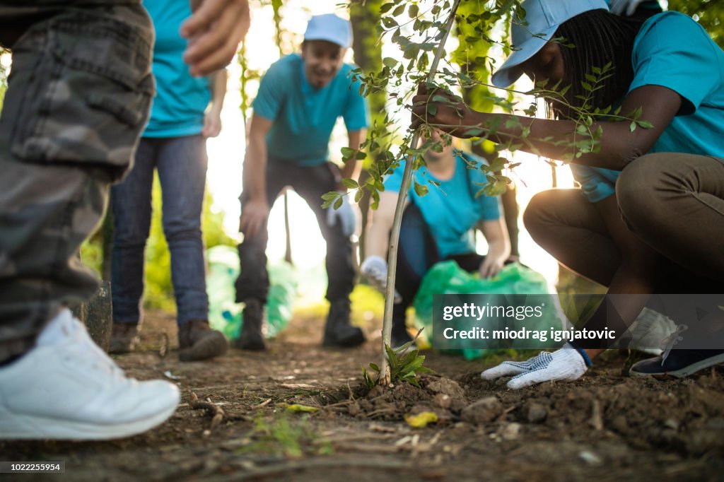 Pessoas plantando árvores no parque