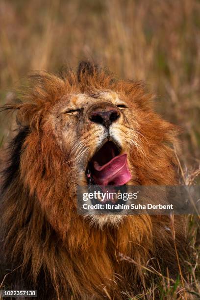 close-up of an adult male lion that yawning while lying - animals with big lips stock pictures, royalty-free photos & images