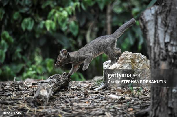 Newly born Fossa is pictured, on August 24, 2018 at Paris' zoological gardens also known as the "Zoo de Vincennes".