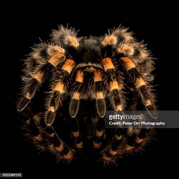 mexican red-kneed tarantula, brachypelma hamorii - red kneed spider stock pictures, royalty-free photos & images