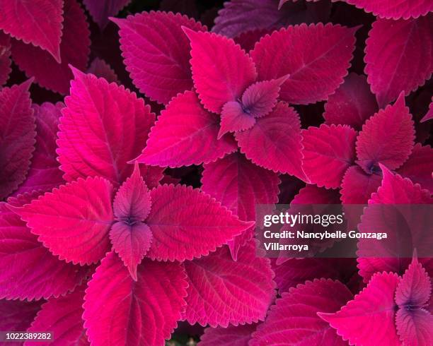 red leaves of coleus - lamiaceae - tropical flower stock pictures, royalty-free photos & images