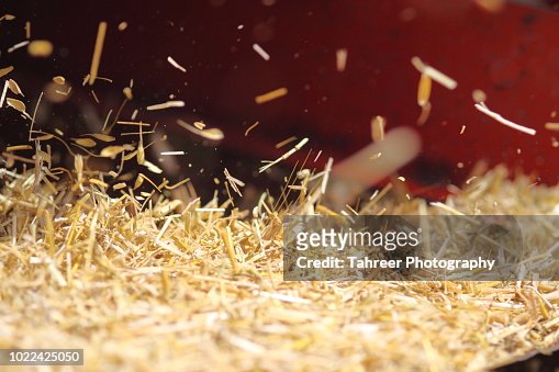 Hay straw coming out of threshing machine