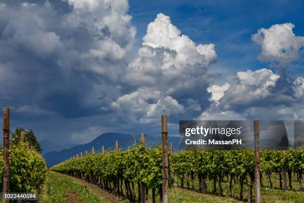 vineyard threatened by hail - hail imagens e fotografias de stock