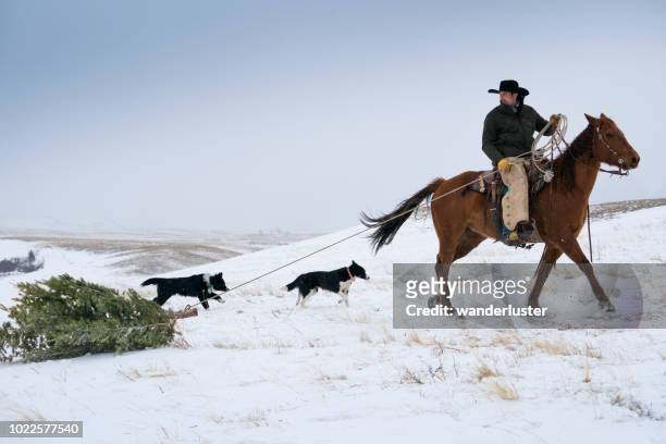 arrastrar el árbol de navidad por caballo vaquero - snow horses fotografías e imágenes de stock