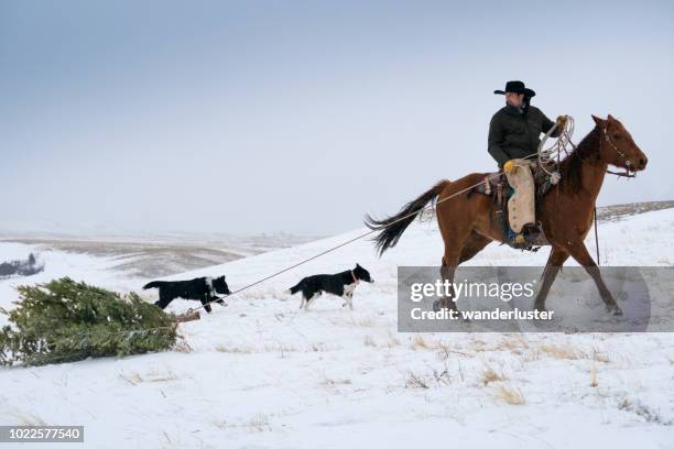 cowboy dragging christmas tree by horse - cowboy christmas stock pictures, royalty-free photos & images