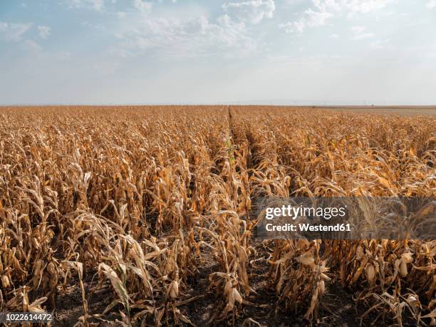 serbia, vojvodina, maizefield - seco imagens e fotografias de stock