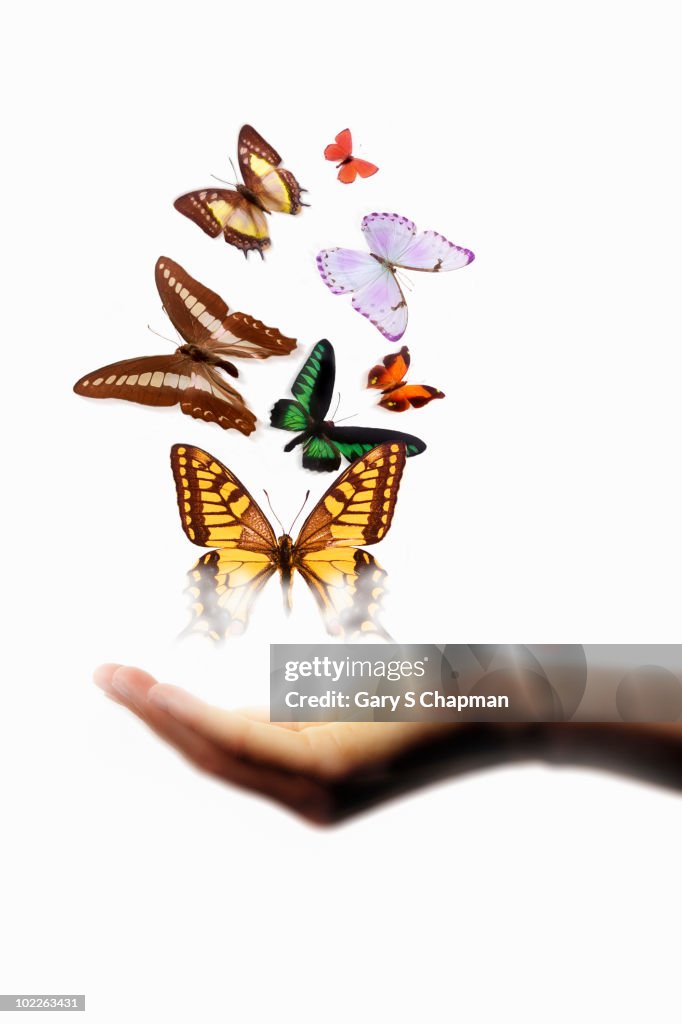 Moths and butterflies above female hand