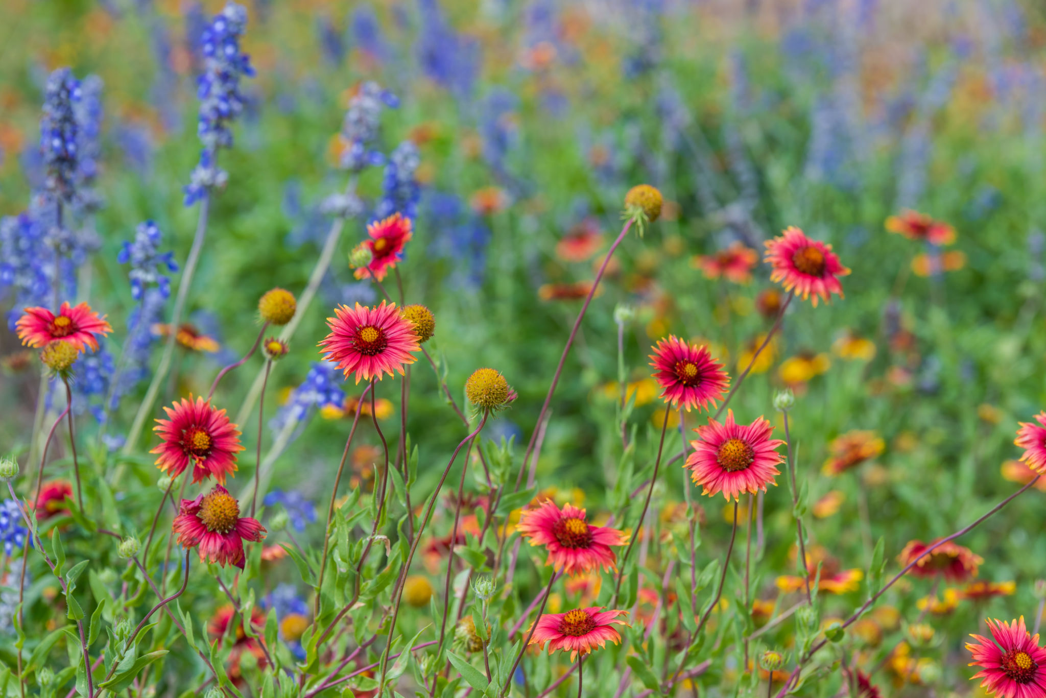 texas garden