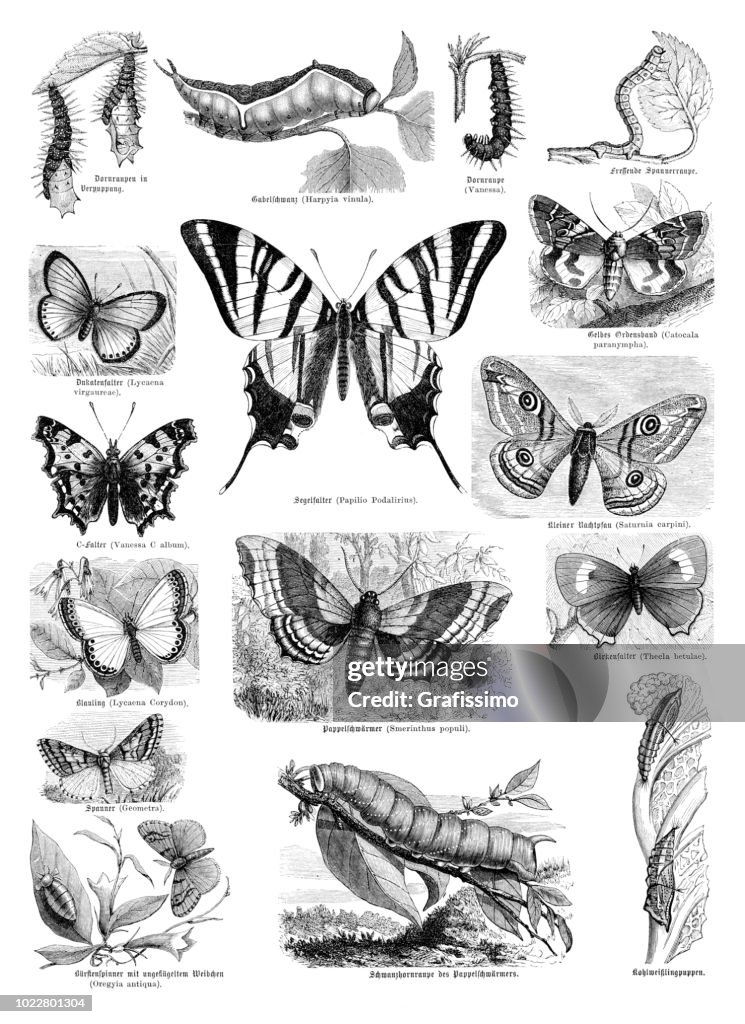Butterfly sail swallowtail from 1870