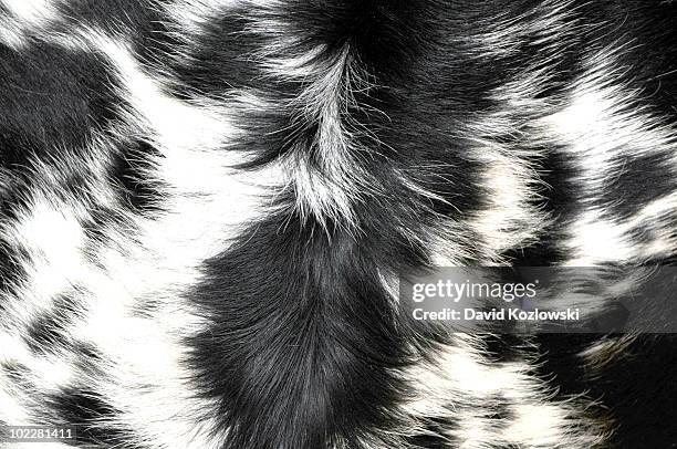 longhorn cattle fur hair designs patterns spots - animal hair stock pictures, royalty-free photos & images
