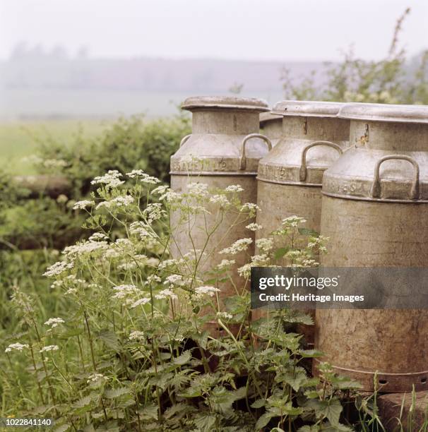 Three milk churns and cow parsley, Ashendon, Buckinghamshire, circa 1950-circa 1979. Artist John Gay.