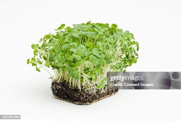 watercress - watercress stock pictures, royalty-free photos & images