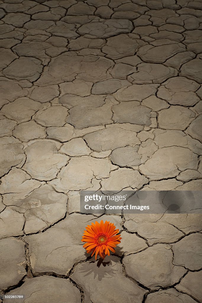 Flower growing in desert landscape