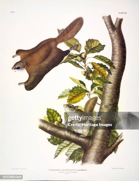 Oregon Flying Squirrel, Pteromys Origonensis. From The Viviparous Quadrupeds of North America by John J. Audubon. Pub. 1845 .