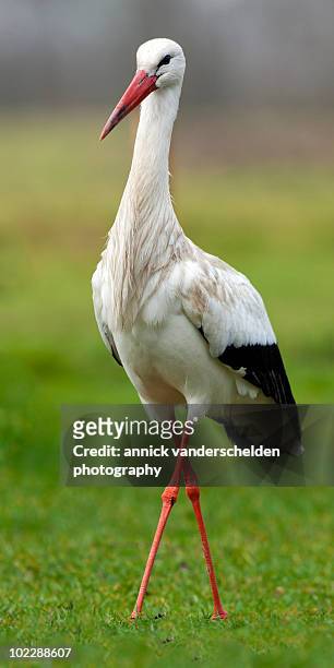 white stork (ciconia ciconia) - stork stock pictures, royalty-free photos & images