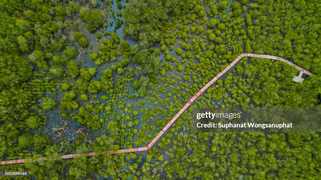 Mangrove forest with red wood bridge